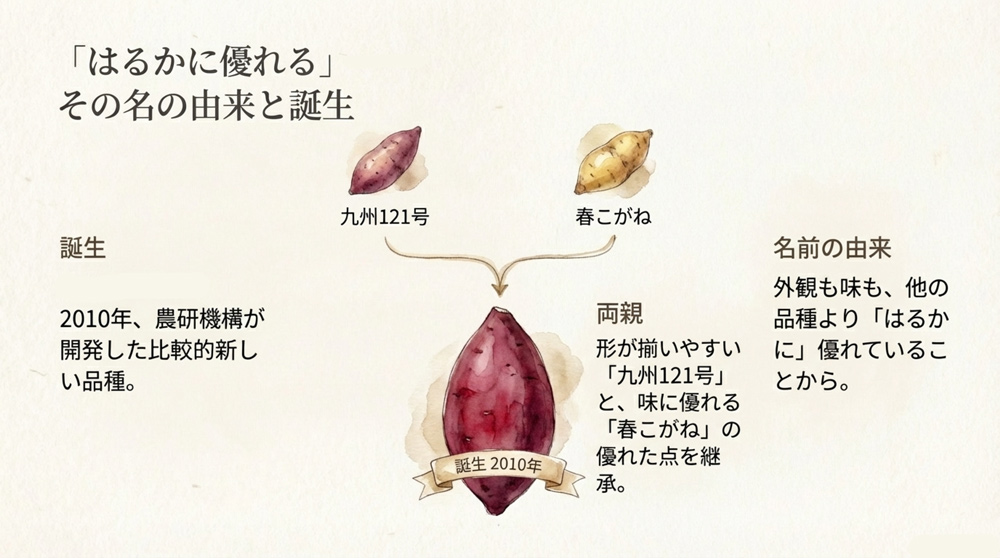 「紅はるか」とはどんなサツマイモ?