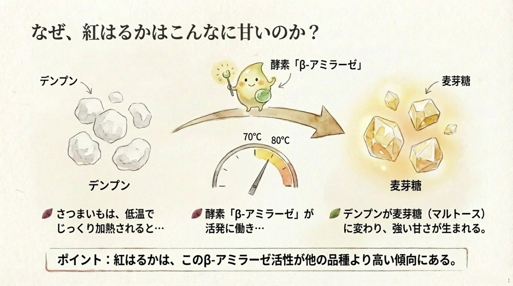 紅はるかはなぜ甘い?