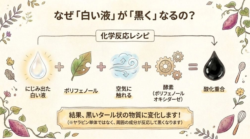 一緒に含まれるポリフェノールと酵素が関わっている