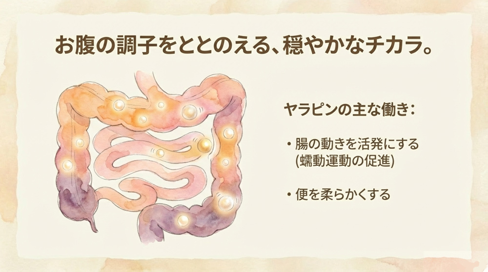 ヤラピンの整腸作用