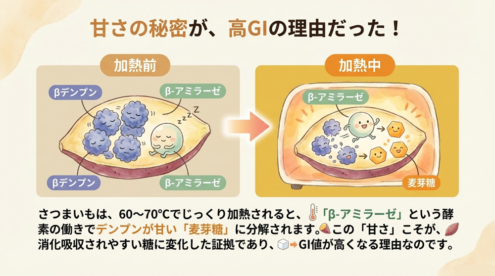 糖化酵素「β-アミラーゼ」の働き