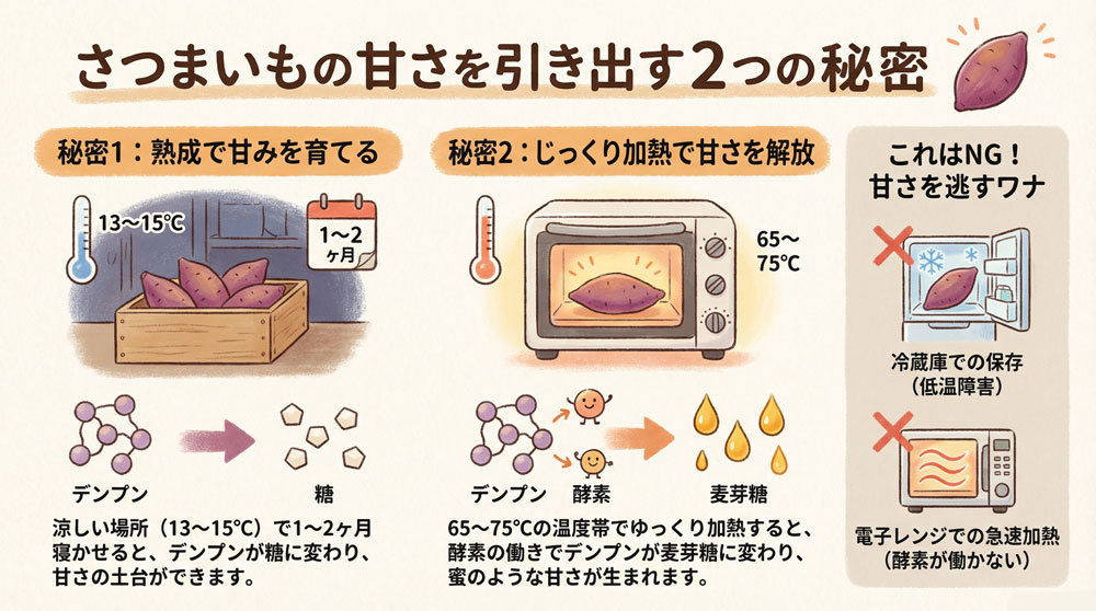 さつまいもの甘さの秘密|「熟成」「糊化」「糖化」とは