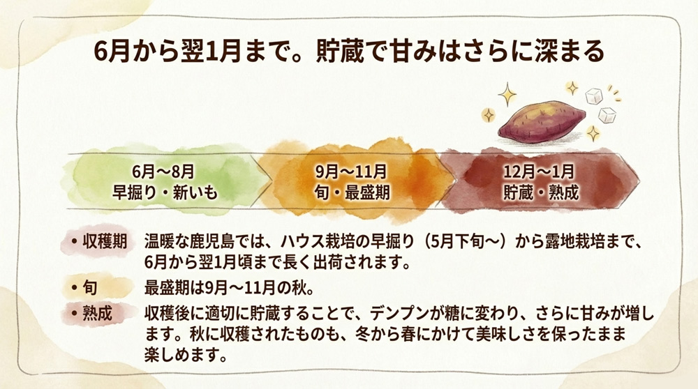 紅さつまの旬と生産地