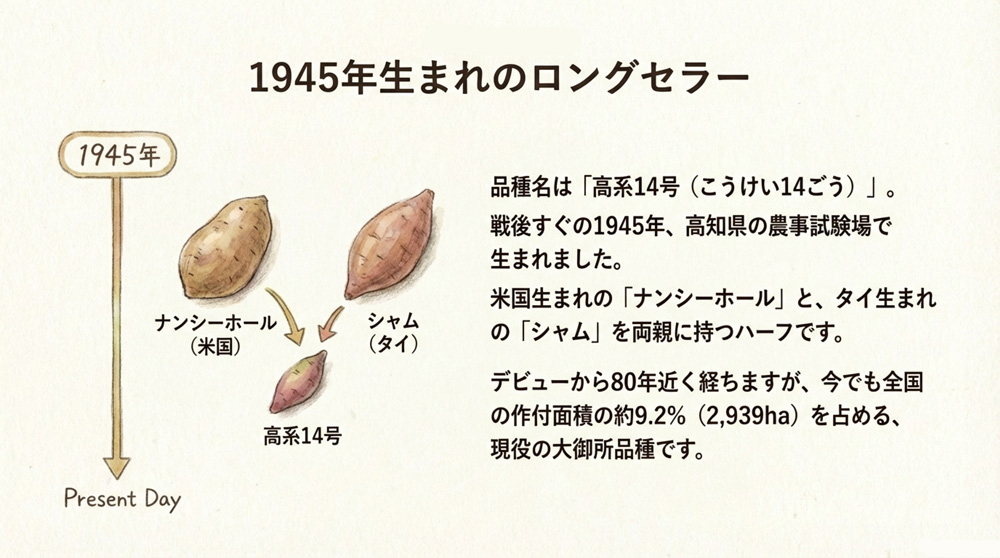 高系14号ってどんなさつまいも?