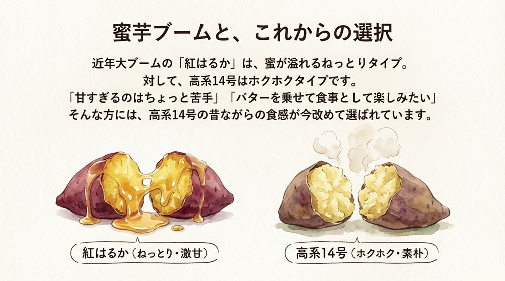 「高系14号」と「紅はるか」