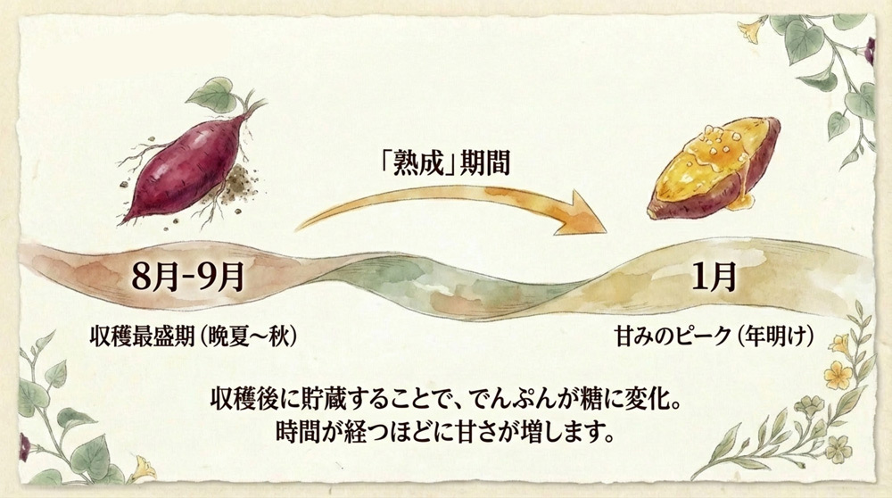 鳴門金時の旬と美味しい食べ方