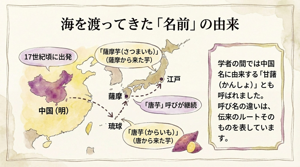 日本への伝来と「さつまいも」の名前の由来