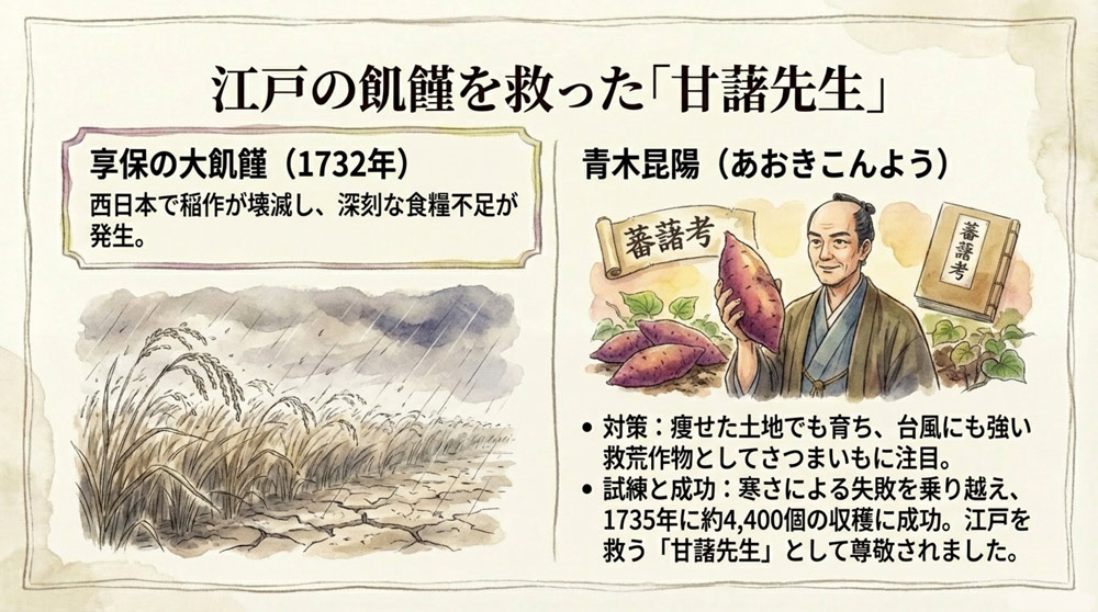 江戸時代での普及と飢饉対策での活躍