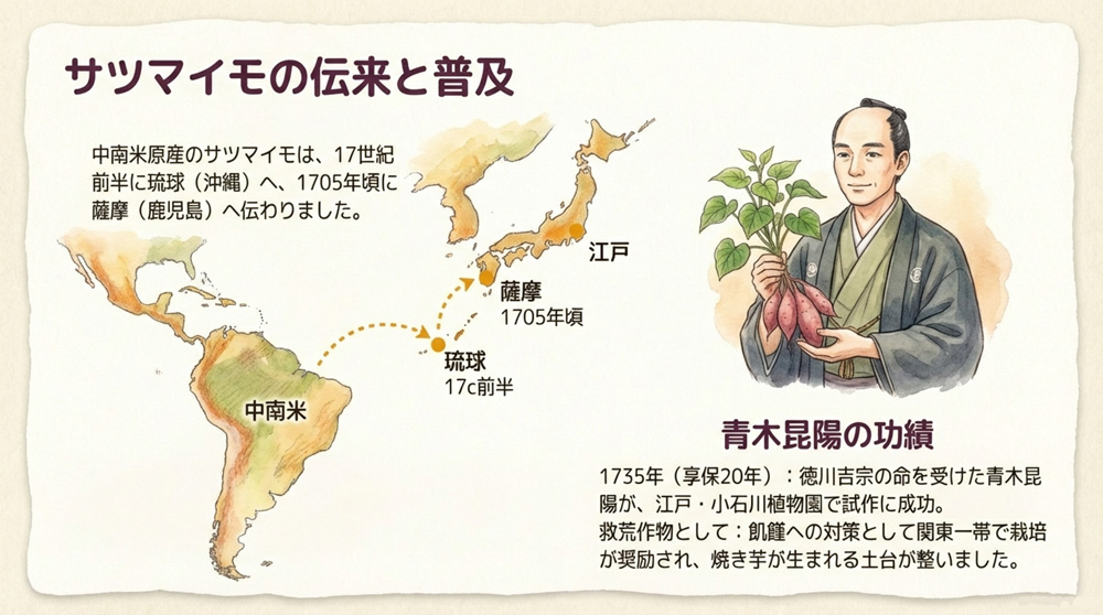 さつまいもの伝来